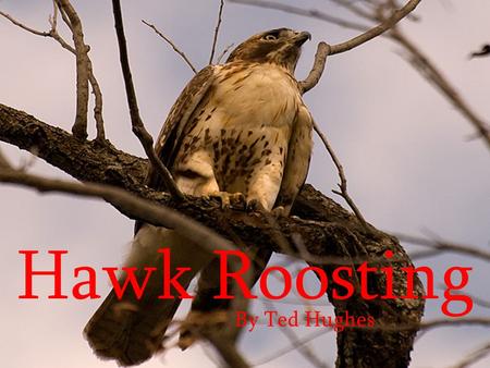 Hawk Roosting